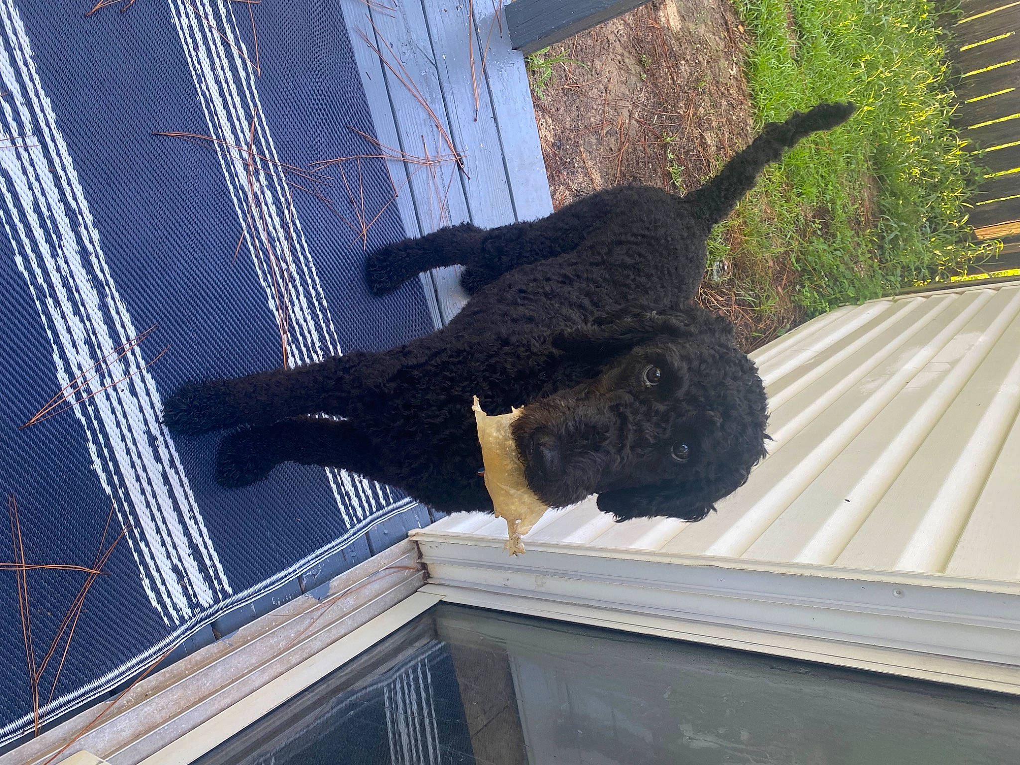 Monty joined the competition — help win amazing prizes! composite_material, fun, fur, pattern, plant, shadow, sporting_group, tail, tree, wing, wood