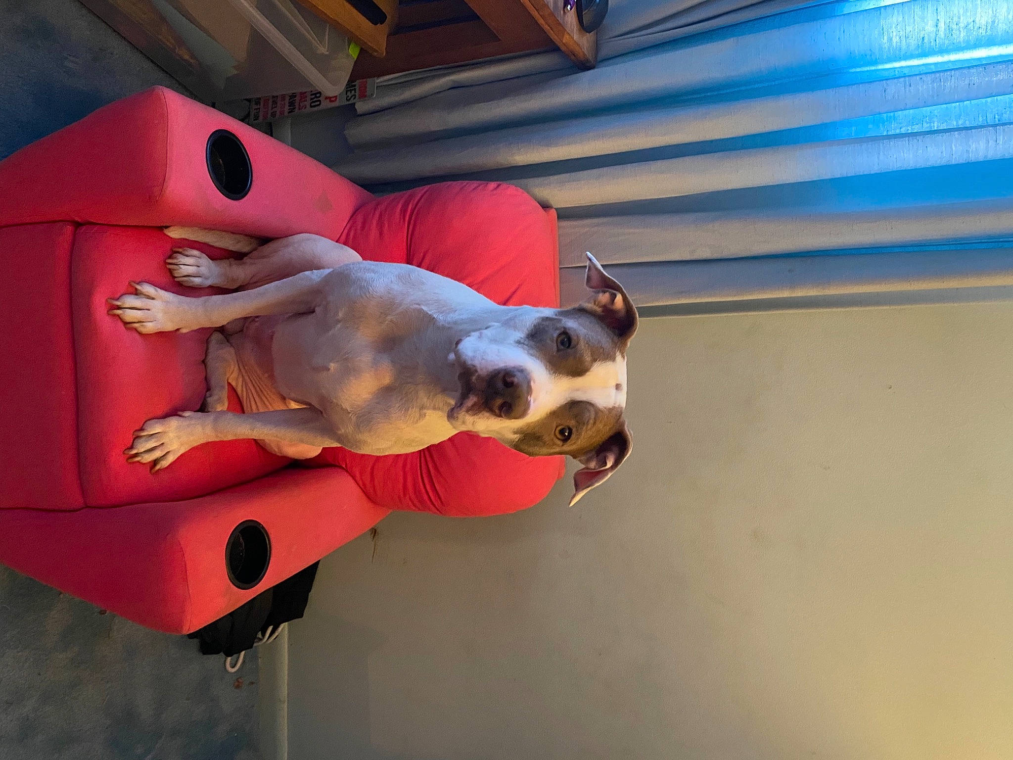 Zola is registered to the contest to win money with this photo: canidae, carnivore, collar, companion_dog, dog, dog_breed, dog_collar, dog_supply, paw, pet_supply, snout, sporting_group, window_blind, window_covering, working_animal, working_dog