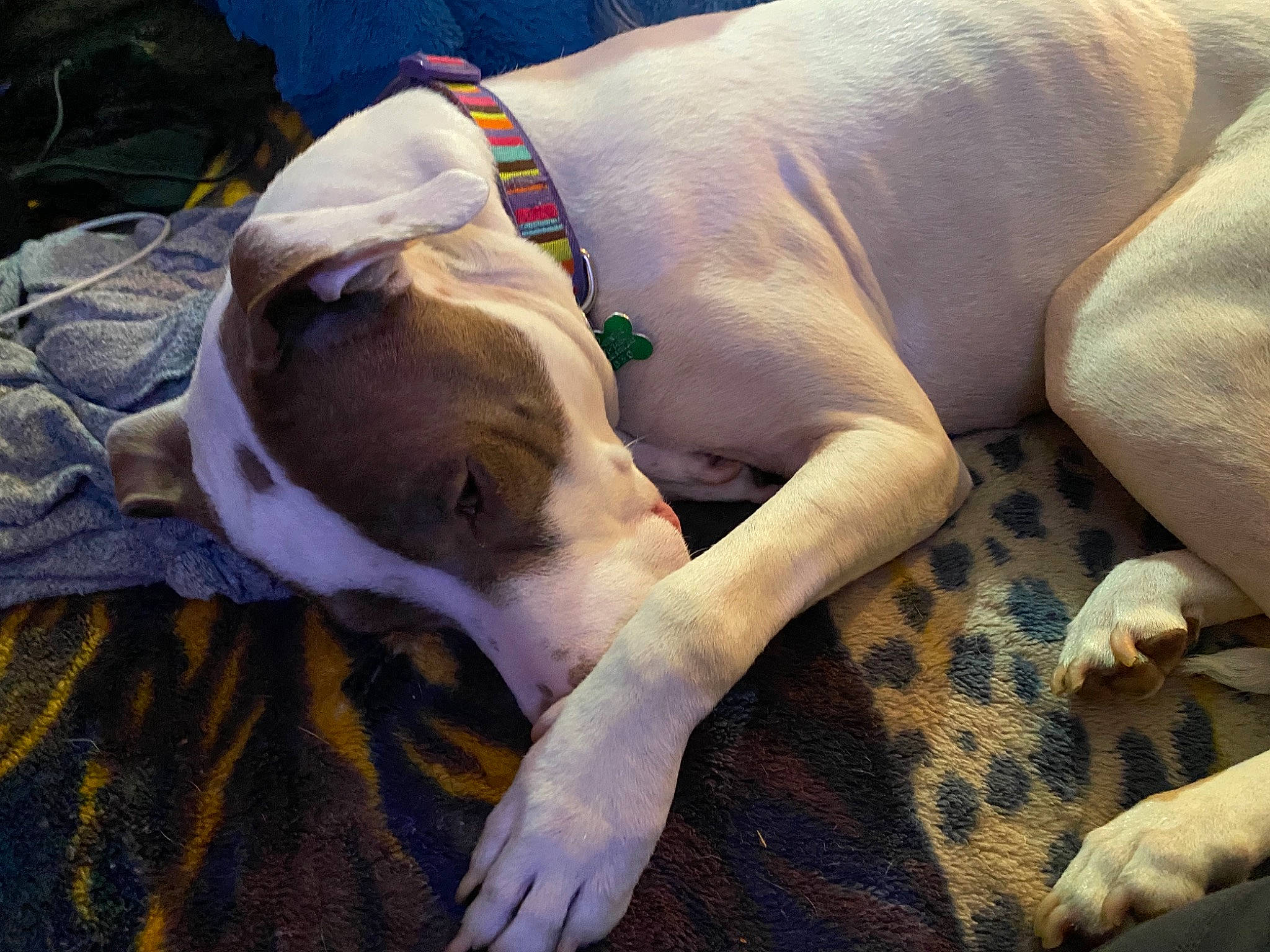 Zola is registered to the contest to win money with this photo: canidae, carnivore, collar, comfort, companion_dog, dog, dog_breed, dog_supply, fawn, mammal, non_sporting_group, paw, pet_supply, snout, sporting_group, tail, terrestrial_animal, working_animal, working_dog