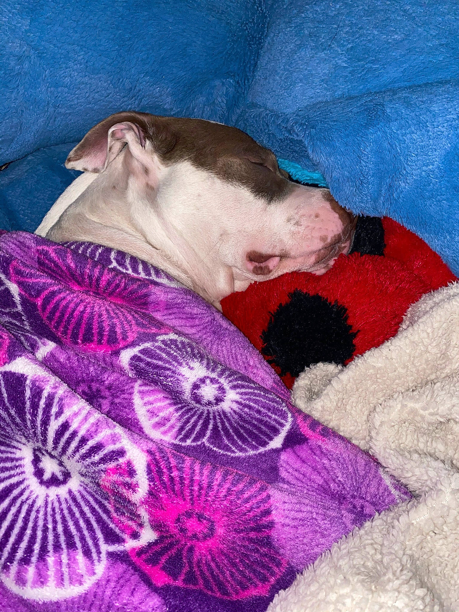 Zola is registered to the contest to win money with this photo: bicycle, bicycle_tire, bicycle_wheel, bicycle_wheel_rim, blanket, canidae, carnivore, comfort, companion_dog, dog, dog_breed, dog_supply, linens, magenta, pink, purple, spoke, violet, working_animal, working_dog