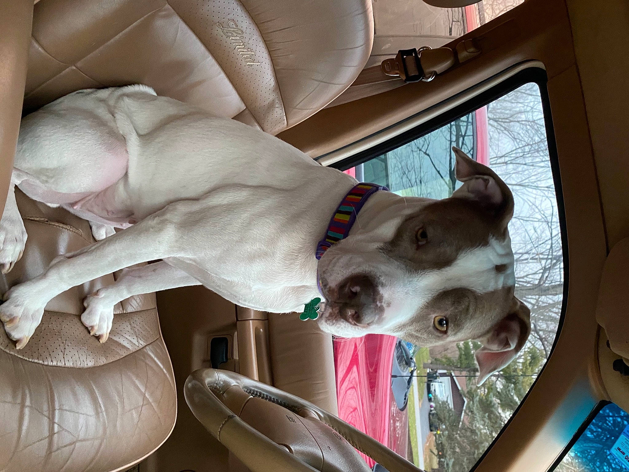 Zola is registered to the contest to win money with this photo: automotive_window_part, canidae, car_seat, carnivore, collar, comfort, companion_dog, dog, dog_breed, dog_collar, fawn, liver, mammal, pet_supply, snout, sporting_group, vehicle_door, vertebrate, working_animal, working_dog