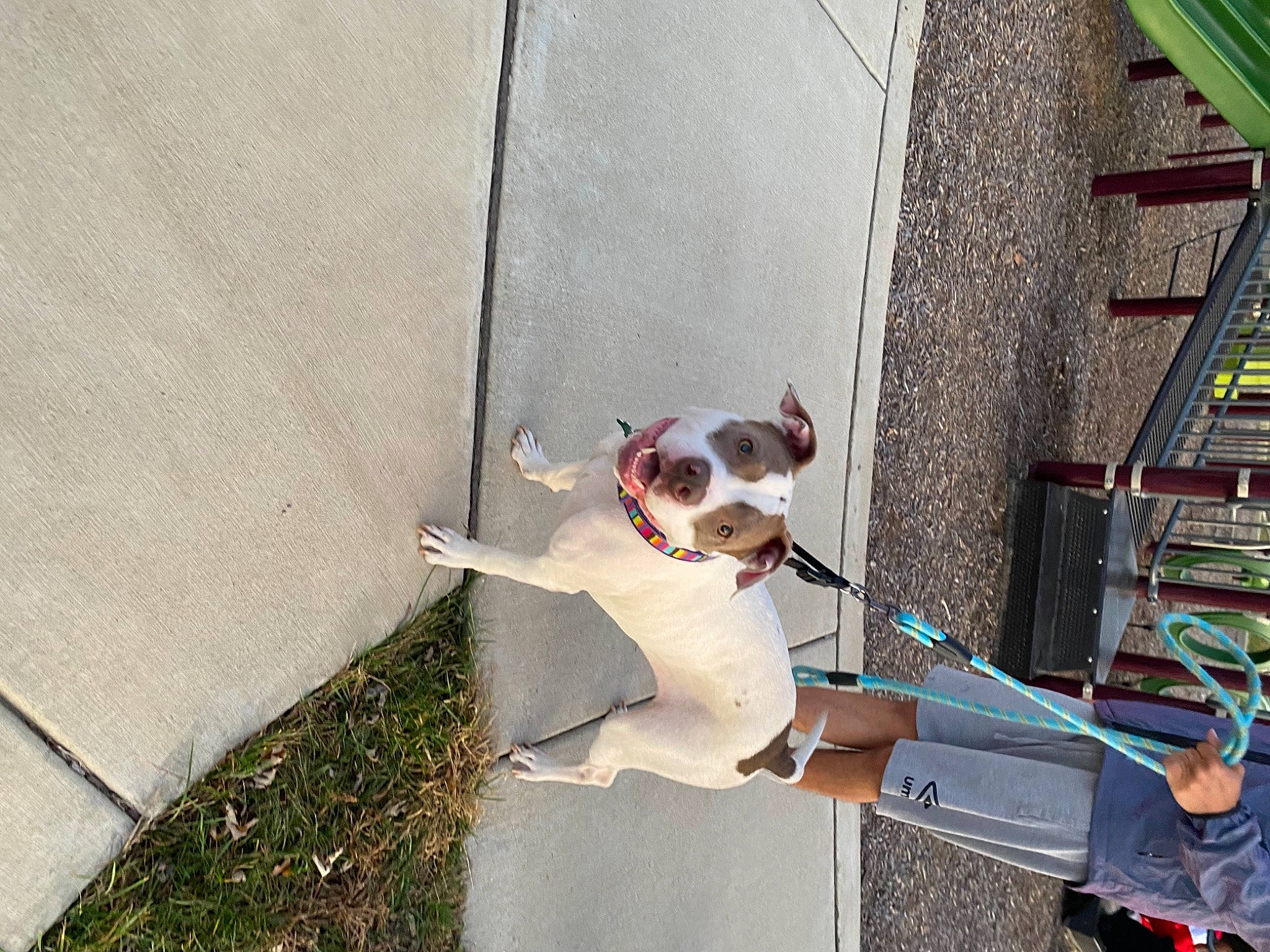 Zola joined the competition — help win amazing prizes! canidae, carnivore, collar, companion_dog, concrete, dog, dog_breed, dog_collar, dog_supply, leash, pet_supply, sidewalk, snout, sporting_group, tail, working_animal