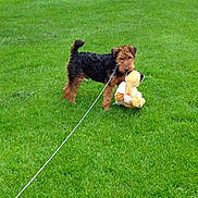 Bentley joined the competition — help win amazing prizes!