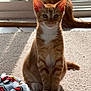 cat, kitten, orange_tabby, carpet, blanket, indoor, sunlight, pets, animal, feline, sitting, relaxing, window, glass_door, striped, white_paws, tail, curious, young_cat, domestic_cat