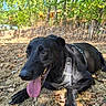 dog, black_dog, panting, tongue_out, harness, outdoor, nature, trees, leaves, grass, sunlight, fence, canine, pet, animal, resting, summer, shade, happy, forest