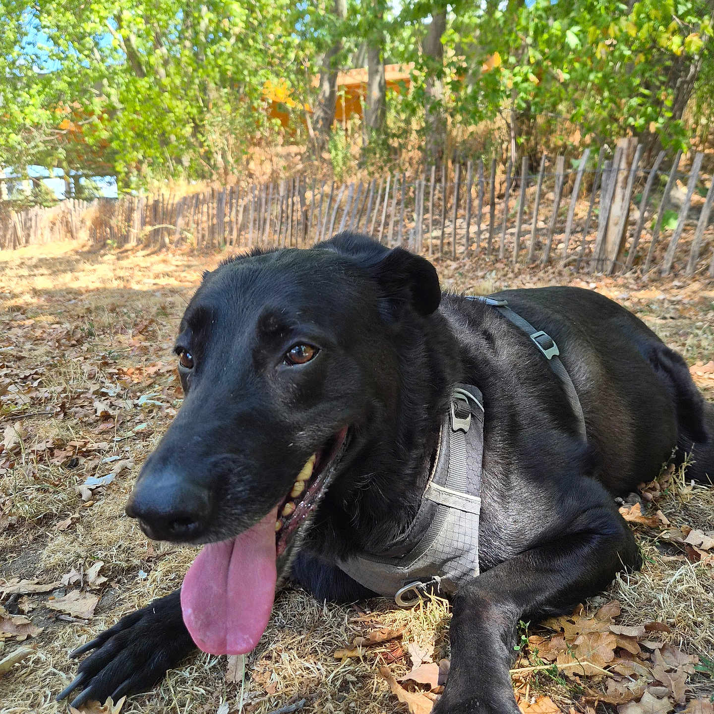 Oxford a rejoint le concours — aidez-le/la à gagner de superbes lots ! dog, black_dog, panting, tongue_out, harness, outdoor, nature, trees, leaves, grass, sunlight, fence, canine, pet, animal, resting, summer, shade, happy, forest