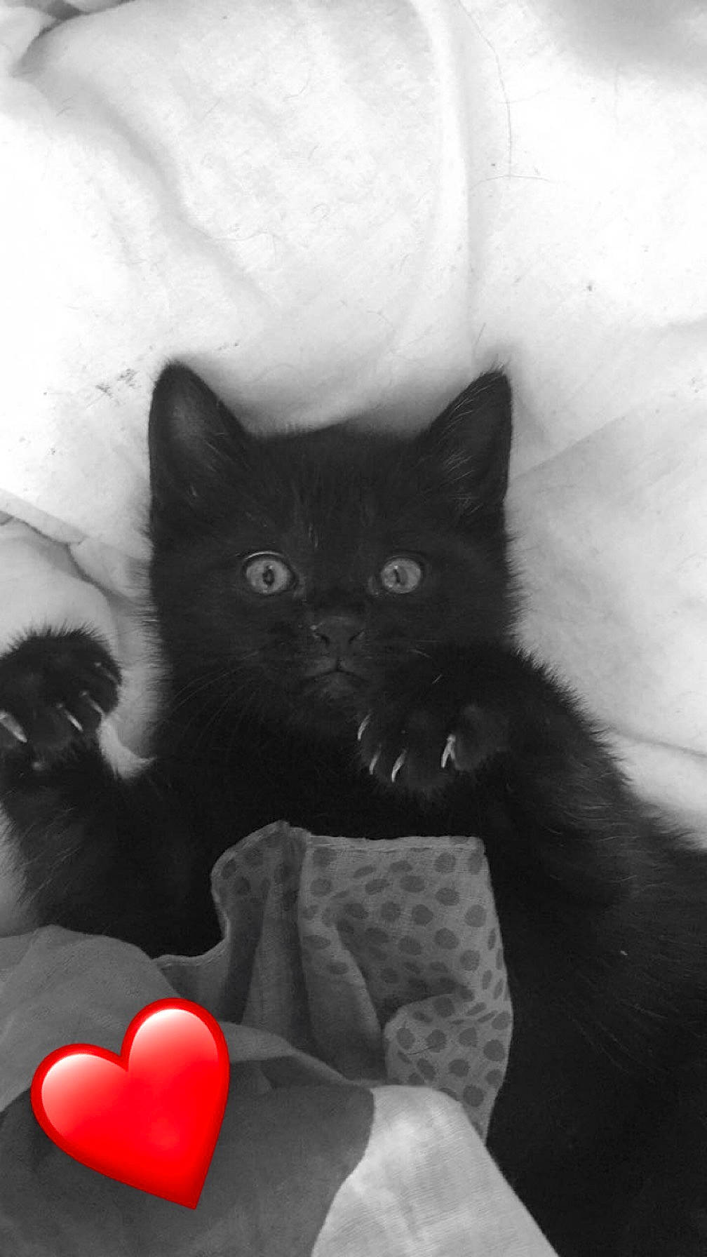 Baghera participe au concours pour gagner de l'argent avec cette photo : black_cat, bombay, carmine, carnivore, cat, cat_supply, comfort, domestic_short_haired_cat, felidae, fur, grey, monochrome, monochrome_photography, organ, paw, small_to_medium_sized_cats, snout, tail, toy, whiskers