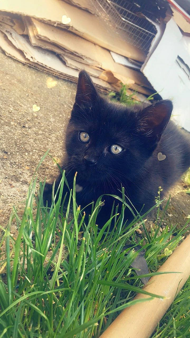 Baghera participe au concours pour gagner de l'argent avec cette photo : black_cat, bombay, carnivore, cat, domestic_short_haired_cat, felidae, fur, grass, groundcover, lawn, plant, sitting, small_to_medium_sized_cats, snout, soil, tail, terrestrial_animal, tints_and_shades, tree, whiskers