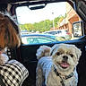 Chubz is registered to the contest to win money with this photo: animal, car, car_interior, collar, dog, dogs, fluffy, happy, leash, parking_lot, passenger, pet, shih_tzu, sitting, small_dog, smiling, standing, tongue_out, vehicle, white_dog