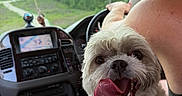 Chubz is registered to the contest to win money with this photo: car, car_interior, collar, dashboard, dog, fluffy, greenery, happy, navigation_screen, open_mouth, outdoors, passenger, pet, portrait, road_trip, small_dog, smiling, steering_wheel, tongue_out, white_fur