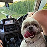 car, car_interior, collar, dashboard, dog, fluffy, greenery, happy, navigation_screen, open_mouth, outdoors, passenger, pet, portrait, road_trip, small_dog, smiling, steering_wheel, tongue_out, white_fur