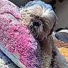 animal, blanket, close_up, cozy, cute, dog, fluffy, home, indoors, pet, pink, plush, portrait, purple, shih_tzu, sitting, sleepy, small_dog, sunlight, white_fur