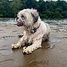 Chubz is registered to the contest to win money with this photo: beach, cloudy_sky, collar, dog, landscape, lying_down, nature, outdoors, panting, pet, reflection, river, sandy_shore, scruffy, shaggy_dog, small_dog, trees, water, wet_fur, wet_sand