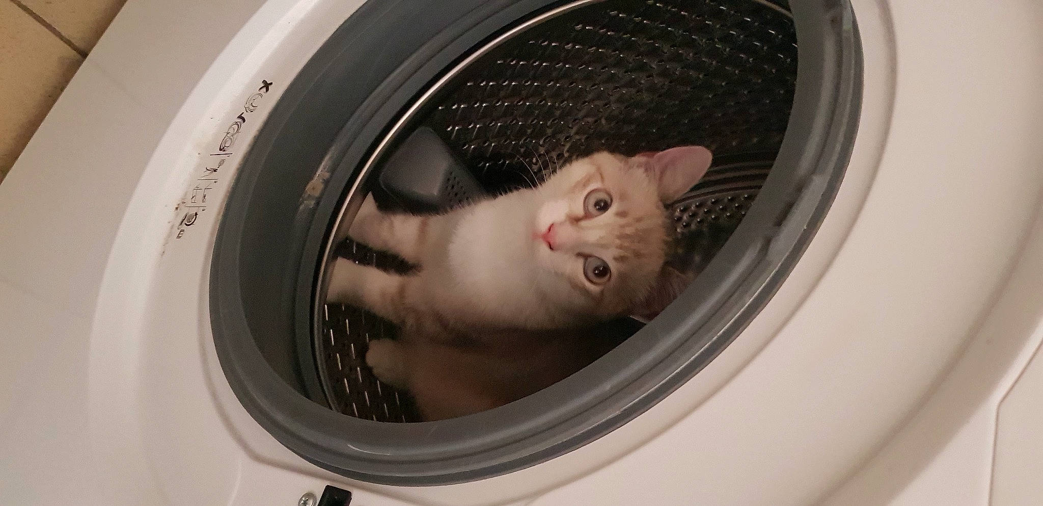 Pichu a rejoint le concours — aidez-le/la à gagner de superbes lots ! auto_part, automotive_design, automotive_exterior, automotive_lighting, automotive_tire, automotive_wheel_system, carnivore, cat, clothes_dryer, felidae, fender, gas, major_appliance, metal, motor_vehicle, rim, small_to_medium_sized_cats, snout, washing_machine, whiskers