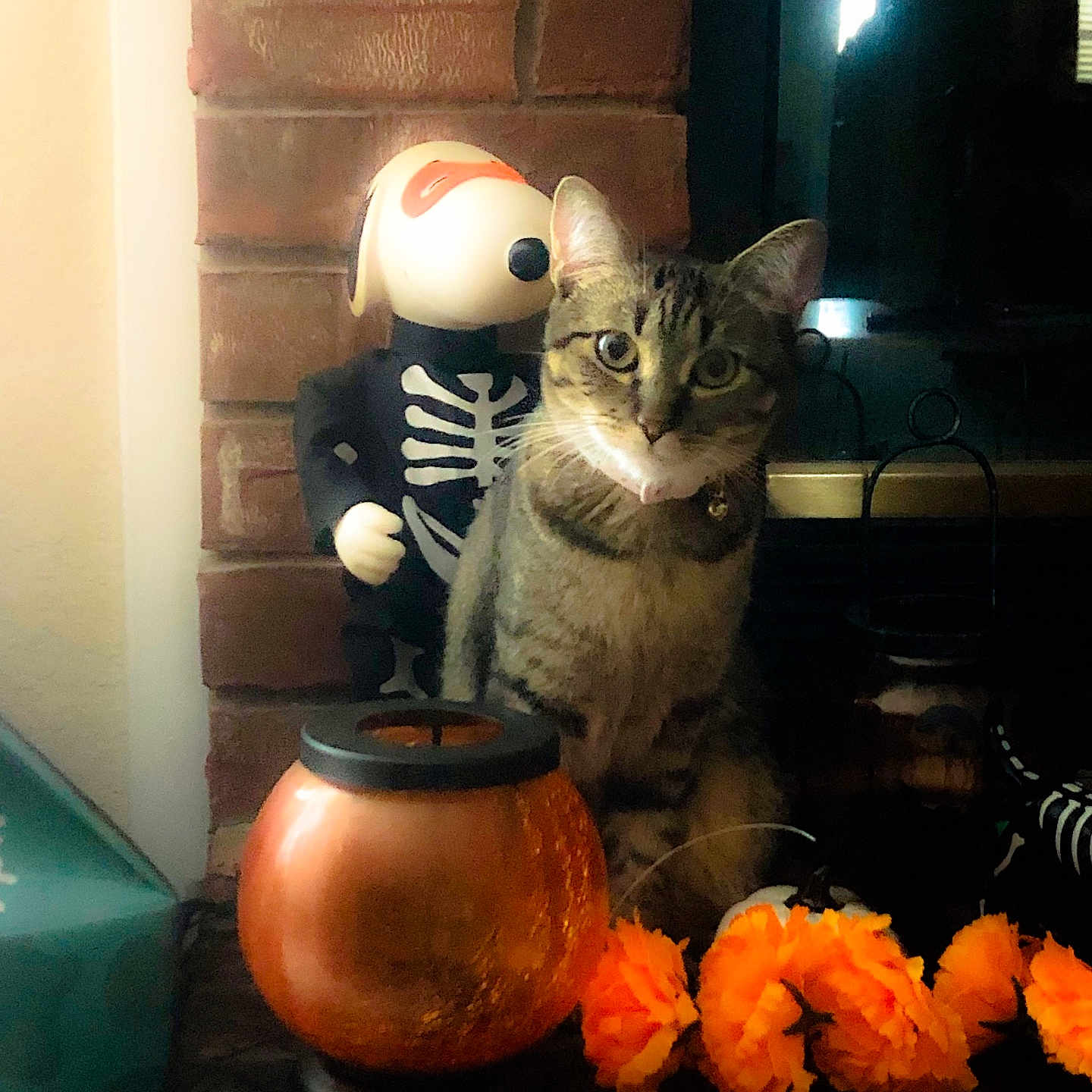 Meg joined the competition — help win amazing prizes! animal, baby, cat, cookware, face, flower, food, head, jar, kitten, person, pet, plant, pot, pottedplant, pottery, produce, sphere, squash, vegetable