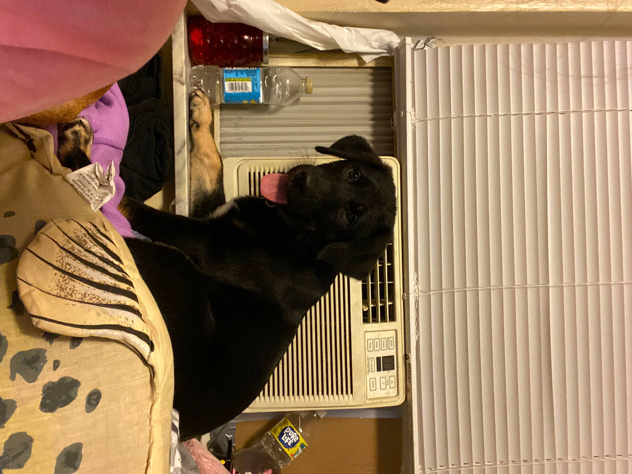 Cyrus joined the competition — help win amazing prizes! cage, felidae, fur, glove, hat, machine, pattern, personal_protective_equipment, pet_supply, room, terrestrial_animal, wood