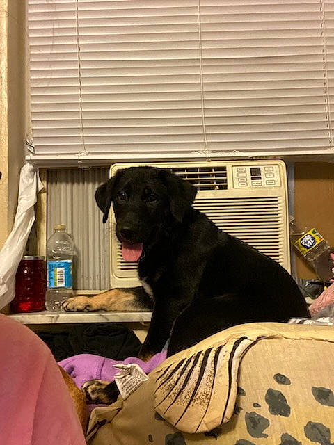 Cyrus is registered to the contest to win money with this photo: bottle, carnivore, comfort, companion_dog, dog, dog_breed, fawn, flooring, fur, guard_dog, linens, room, snout, sporting_group, tints_and_shades, water_bottle, window, window_blind, window_covering, working_animal