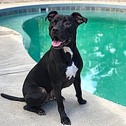 Sabre is registered to the contest to win money with this photo: animal, backyard, black_dog, canine, concrete, daytime, dog, ears, fence, happy, nature, outdoor, pet, playful, pool, sitting, summer, sunny, tongue_out, water