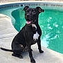 animal, backyard, black_dog, canine, concrete, daytime, dog, ears, fence, happy, nature, outdoor, pet, playful, pool, sitting, summer, sunny, tongue_out, water
