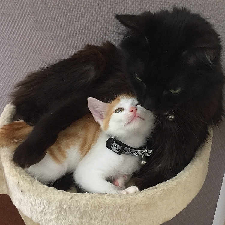 Diego Et Ella