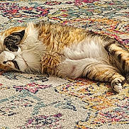 Ushi participe au concours pour gagner de l'argent avec cette photo : cat, feline, pet, animal, lying_down, relaxed, sleeping, fur, tabby, indoor, carpet, patterned_rug, whiskers, paws, cute, domestic_cat, resting, cozy, soft, fluffy