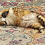 cat, feline, pet, animal, lying_down, relaxed, sleeping, fur, tabby, indoor, carpet, patterned_rug, whiskers, paws, cute, domestic_cat, resting, cozy, soft, fluffy