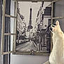 Ushi a rejoint le concours — aidez-le/la à gagner de superbes lots ! cat, black_and_white_cat, framed_picture, eiffel_tower, paris, street, window_frame, curious_cat, indoor, wall, decor, curtain, photography, animal, pet, feline, white_wall, art, urban_scene, room