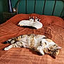 Ushi participe au concours pour gagner de l'argent avec cette photo : cat, bed, blanket, orange_bedspread, sleeping, resting, tabby_cat, white_cat, black_markings, feline, indoor, cozy, fur, pets, animal, cute, relaxed, snuggling, metal_headboard, nightstand