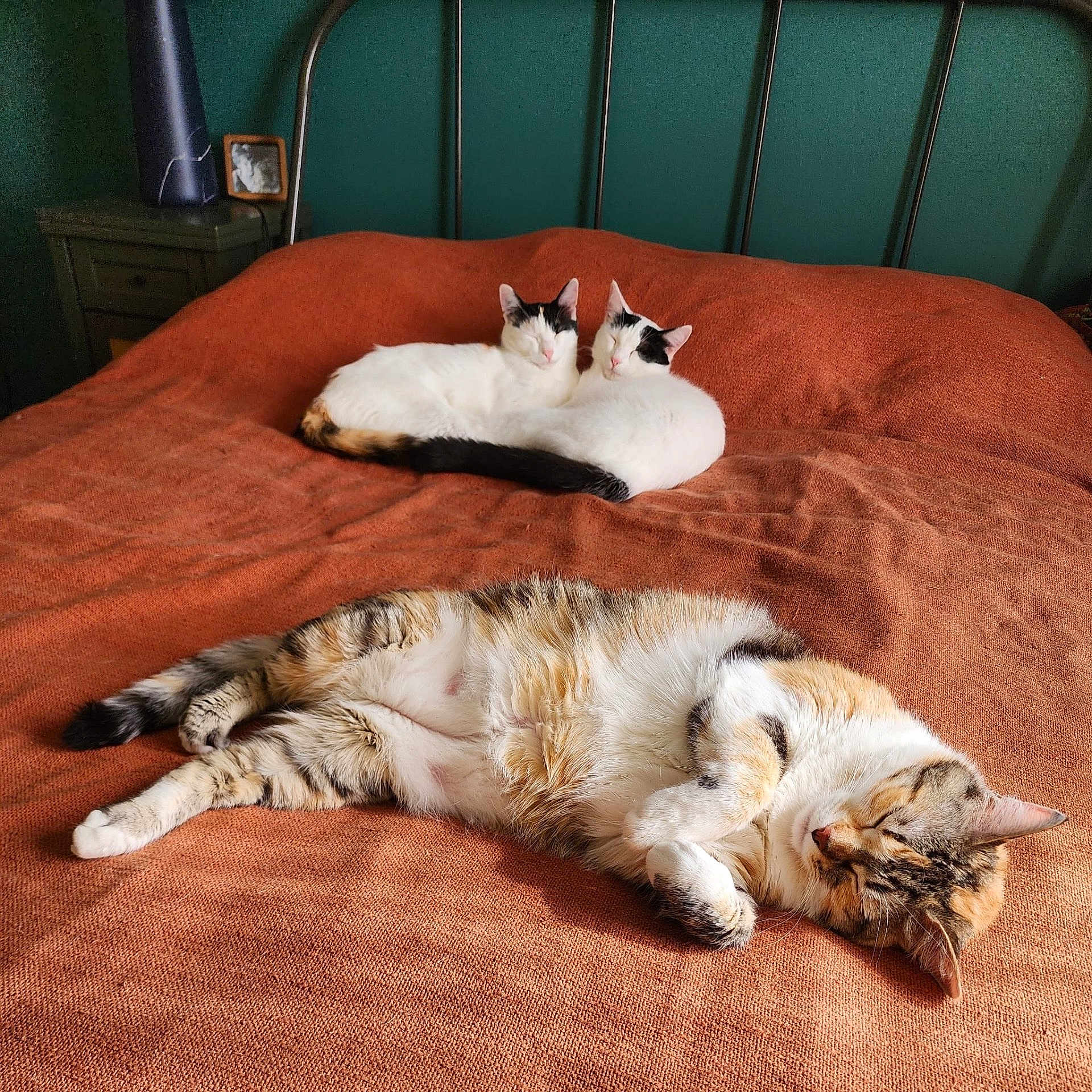 Ushi participe au concours pour gagner de l'argent avec cette photo : cat, bed, blanket, orange_bedspread, sleeping, resting, tabby_cat, white_cat, black_markings, feline, indoor, cozy, fur, pets, animal, cute, relaxed, snuggling, metal_headboard, nightstand