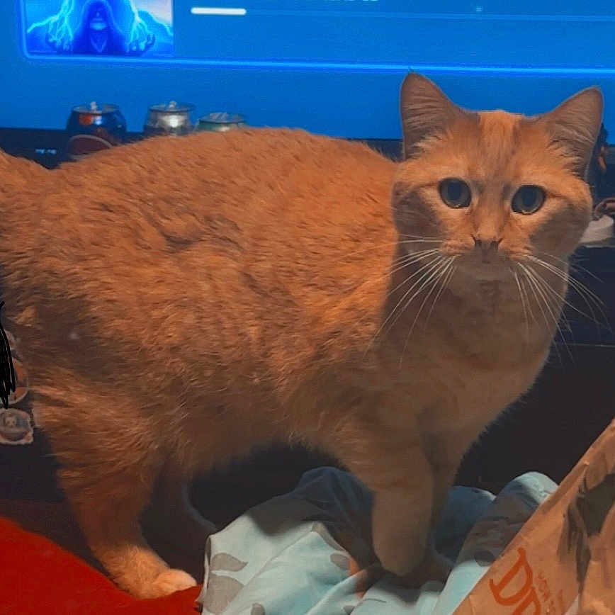 Keyani is registered to the contest to win money with this photo: animal, blanket, cans, cat, close_up, cozy, curious, domestic_animal, eyes, feline, fur, indoor, mammal, orange_cat, pet, screen, soft_lighting, table, tail, whiskers