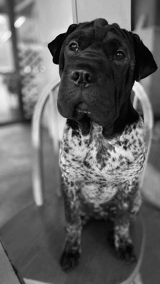 Chloe joined the competition — help win amazing prizes! black, black_and_white, bored, canidae, carnivore, collar, companion_dog, dog, dog_breed, dog_collar, fawn, grey, monochrome, monochrome_photography, photograph, snout, style, whiskers, white, working_animal