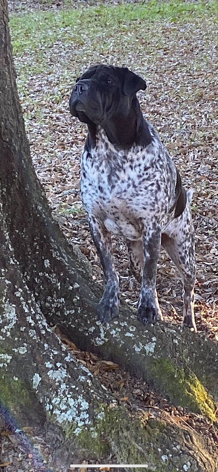Chloe is registered to the contest to win money with this photo: braque_francais, canidae, carnivore, companion_dog, dog, dog_breed, fawn, gun_dog, hunting_dog, liver, non_sporting_group, old_danish_pointer, snout, soil, sporting_group, tail, terrestrial_animal, tree, trunk, working_dog