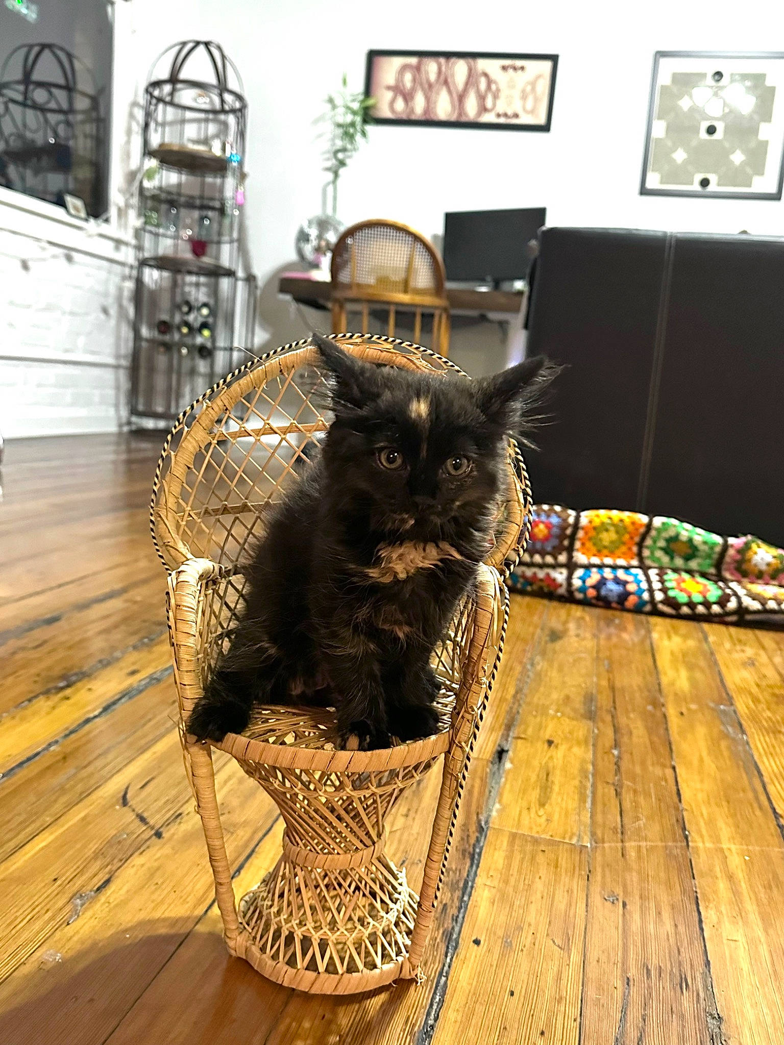 Chai joined the competition — help win amazing prizes! black_cat, bombay, carnivore, cat, chair, clock, comfort, domestic_short_haired_cat, felidae, floor, flooring, fur, grey, hardwood, laminate_flooring, picture_frame, small_to_medium_sized_cats, tail, whiskers, wood