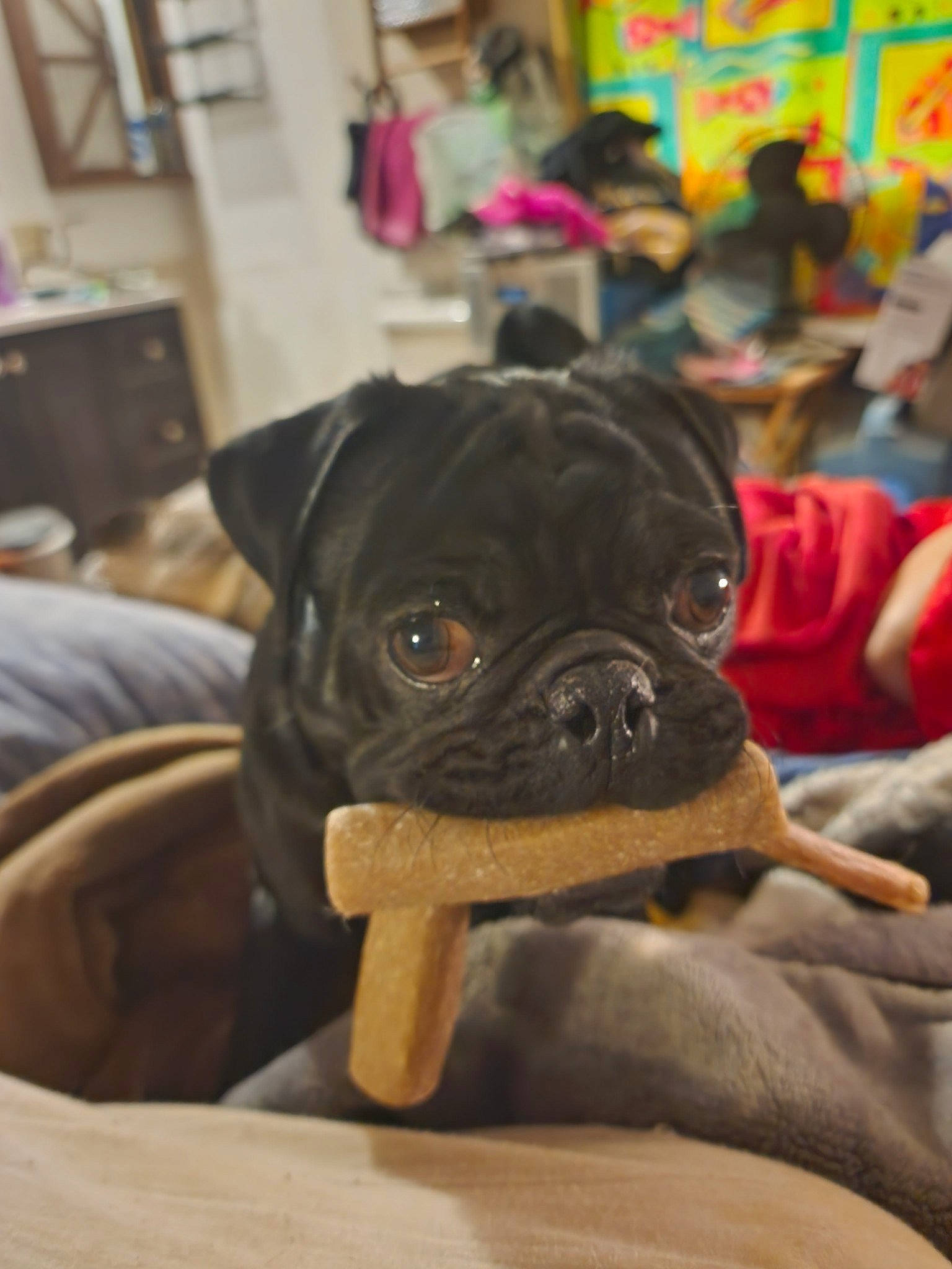 Chewie joined the competition — help win amazing prizes! canidae, carnivore, comfort, companion_dog, dog, dog_breed, fawn, fur, non_sporting_group, pug, puggle, puppy, reflex_camera, snout, sporting_group, terrestrial_animal, toy_dog, whiskers, working_animal, wrinkle