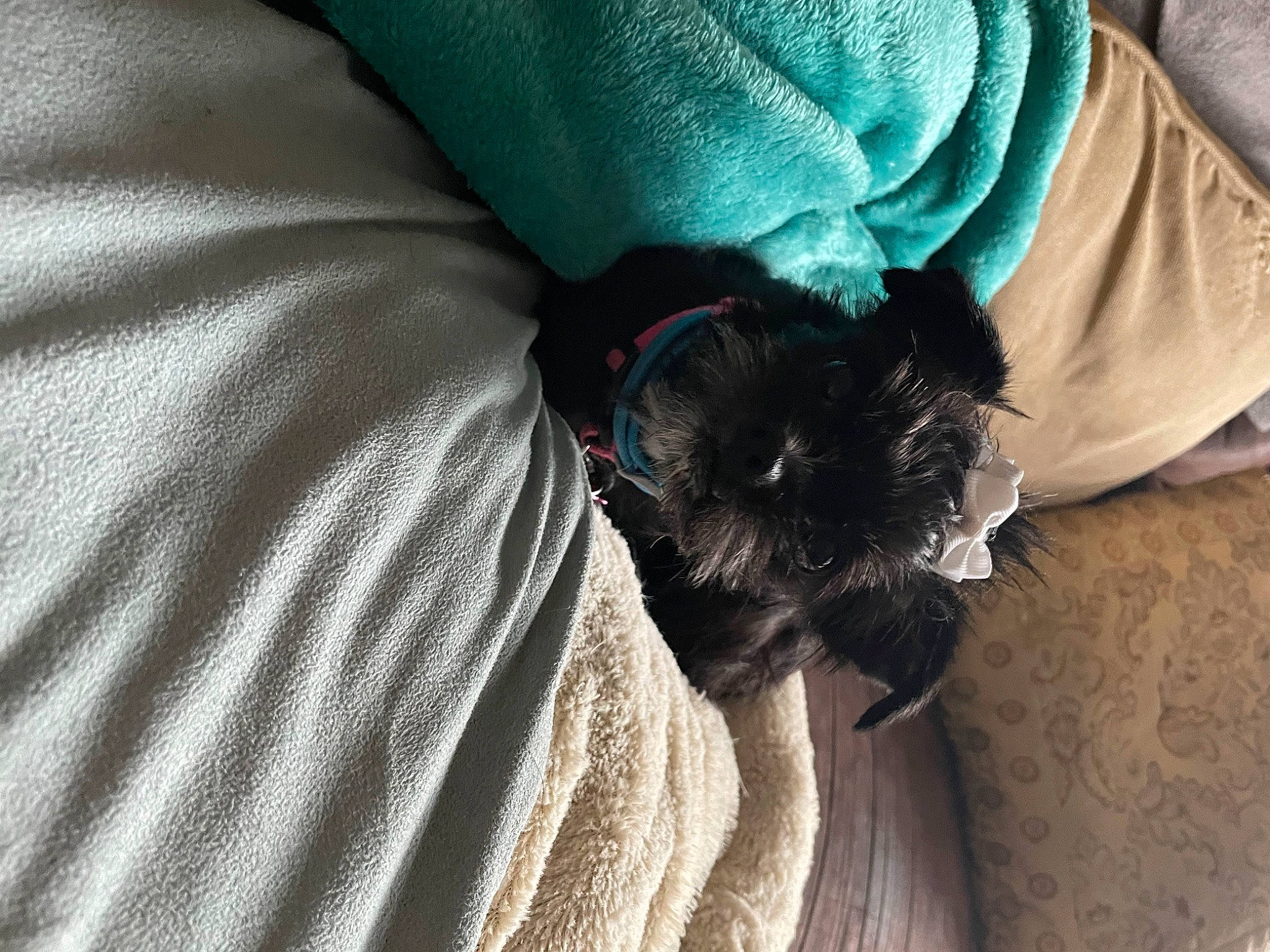 Bella Grace is registered to the contest to win money with this photo: carnivore, comfort, companion_dog, dog, dog_breed, dog_supply, fawn, fur, grey, schnauzer, sleeve, small_terrier, snout, sporting_group, standard_schnauzer, t_shirt, terrier, toy_dog, whiskers, working_animal
