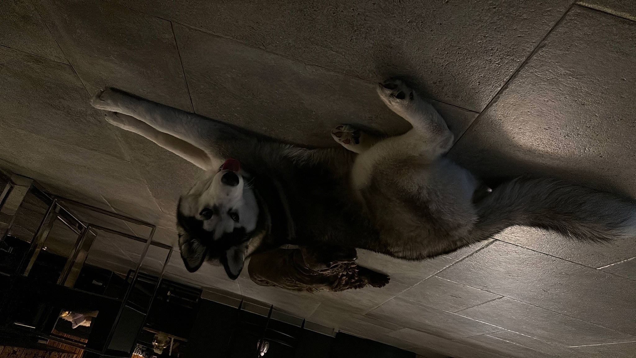 Pongo participe au concours pour gagner de l'argent avec cette photo : ball, bird, canidae, carnivore, ceiling, darkness, dog, flooring, grey, hardwood, monochrome, monochrome_photography, recreation, room, seabird, shadow, small_to_medium_sized_cats, snout, tail, wood