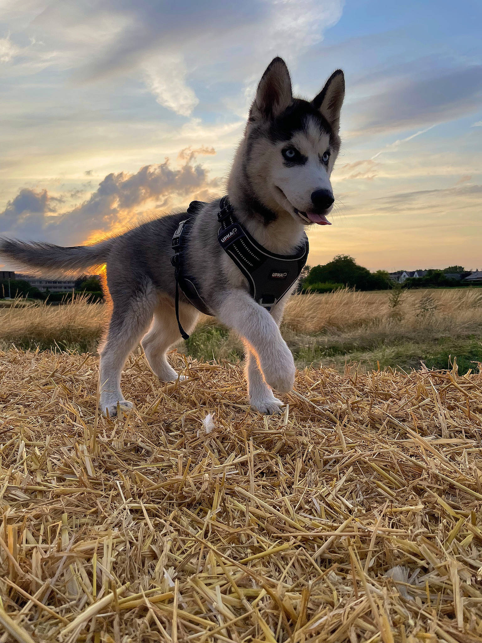 Pongo participe au concours pour gagner de l'argent avec cette photo : canidae, carnivore, cloud, collar, companion_dog, dog, dog_breed, field, grass, grassland, landscape, plant, sky, soil, sporting_group, tail, terrestrial_animal, tree, working_animal, working_dog