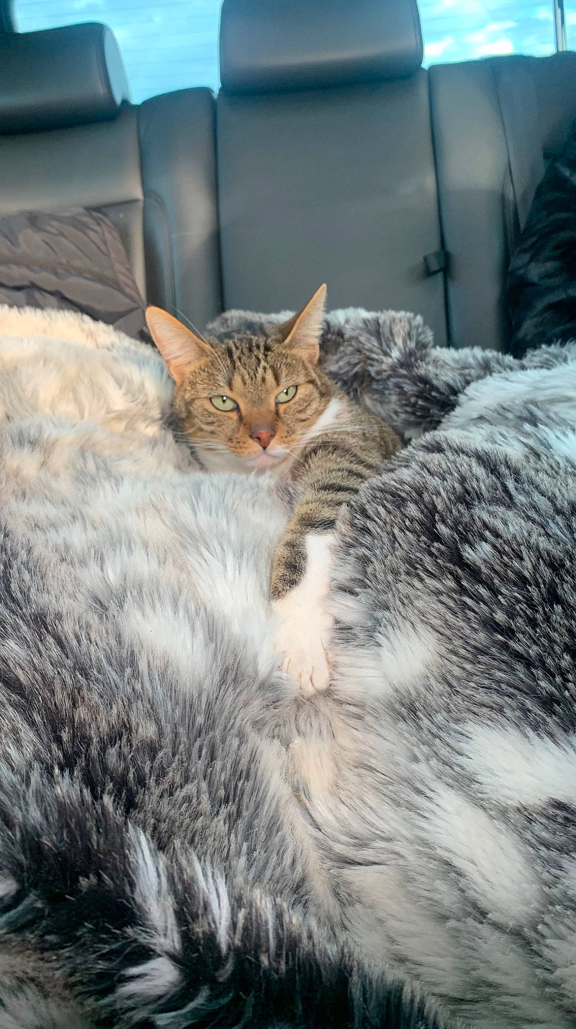 Oreo a rejoint le concours — aidez-le/la à gagner de superbes lots ! bed, carnivore, cat, claw, comfort, couch, domestic_short_haired_cat, felidae, fur, nap, paw, sitting, small_to_medium_sized_cats, snout, tail, terrestrial_animal, tree, whiskers, wildlife, wood