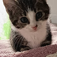 Andree Arrighi a rejoint le concours — aidez-le/la à gagner de superbes lots ! kitten, cat, close_up, pet, feline, young_animal, whiskers, ears, soft_texture, blanket, indoor, curious, cute, animal, resting, fur, face, domestic_animal, young, cozy