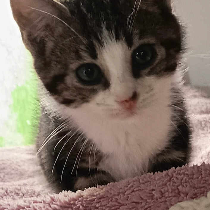 Andree Arrighi a rejoint le concours — aidez-le/la à gagner de superbes lots ! animal, blanket, cat, close_up, cozy, curious, cute, domestic_animal, ears, face, feline, fur, indoor, kitten, pet, resting, soft_texture, whiskers, young, young_animal