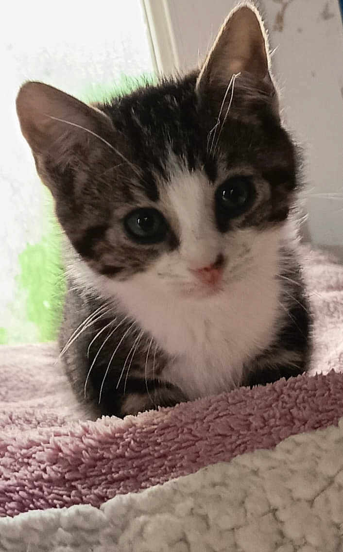 Andree Arrighi a rejoint le concours — aidez-le/la à gagner de superbes lots ! kitten, cat, close_up, pet, feline, young_animal, whiskers, ears, soft_texture, blanket, indoor, curious, cute, animal, resting, fur, face, domestic_animal, young, cozy