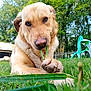 animal, backyard, canine, chewing, closeup, daylight, dog, grass, greenery, lawn, nature, outdoor, paw, pet, plastic_chair, playful, relaxation, snout, summer, tree