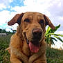 Tsuky a rejoint le concours — aidez-le/la à gagner de superbes lots ! animal, canine, close_up, clouds, daytime, dog, ears, friendly, fur, golden_retriever, grass, greenery, happy, lying_down, mammal, nature, outdoor, pet, sky, tongue_out