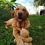 Tsuky a rejoint le concours — aidez-le/la à gagner de superbes lots ! animal, cloudy_sky, cute, daytime, dog, garden, golden_retriever, grass, greenery, happy, mammal, nature, outdoor, pet, playful, plush_toy, relaxed, smiling, sunlight, teddy_bear