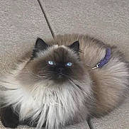 Sookie joined the competition — help win amazing prizes! animal, beautiful, blue_eyes, cat, close_up, collar, cute, domestic_cat, ears, face, feline, floor, fluffy, fur, indoor, pet, portrait, relaxed, resting, whiskers