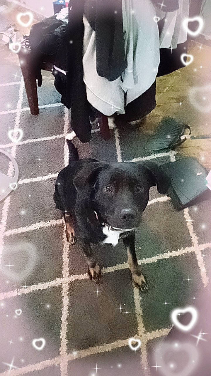 Raven is registered to the contest to win money with this photo: black, canidae, carnivore, companion_dog, dog, dog_breed, floor, flooring, fur, grey, human_leg, metal, personal_protective_equipment, road_surface, shadow, snout, sporting_group, tail, white, working_animal