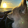 Bear is registered to the contest to win money with this photo: dog, fluffy, sunset, car_interior, window, ocean, sky, clouds, golden_hour, profile, pet, animal, nature, travel, serene, light, reflection, steering_wheel, calm, closeup