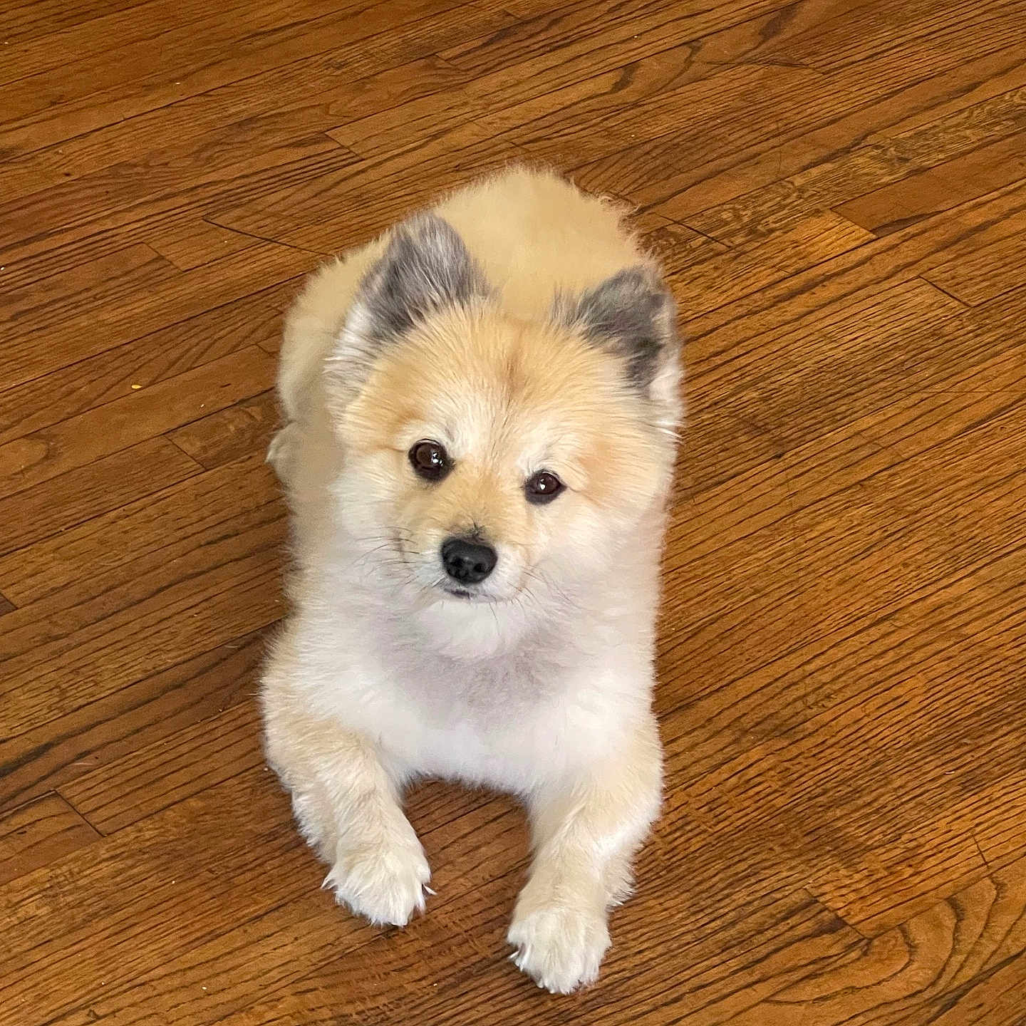 Bear joined the competition — help win amazing prizes! dog, pet, cute, fluffy, pomeranian, indoor, wooden_floor, animal, canine, fur, ears, lying_down, looking_up, small_dog, domestic_animal, companion, adorable, friendly, house_pet, brown_floor