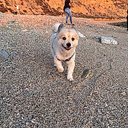 Bear joined the competition — help win amazing prizes! dog, beach, rocks, person, sunlight, cliff, happy, outdoor, pet, walking, nature, scenic, sunset, smiling, fur, small_dog, leash, harness, daytime, landscape