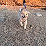 dog, beach, rocks, person, sunlight, cliff, happy, outdoor, pet, walking, nature, scenic, sunset, smiling, fur, small_dog, leash, harness, daytime, landscape
